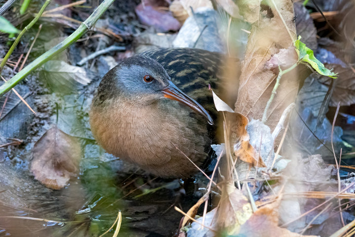 Virginia Rail