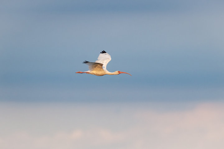 White Ibis