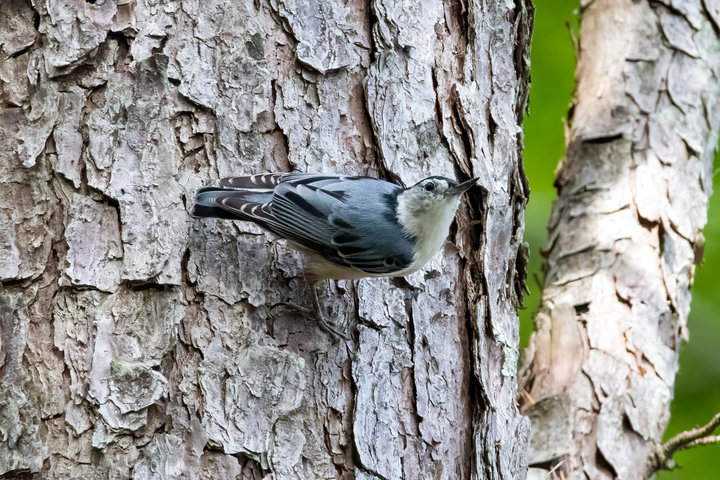 White-breasted Nuthatch