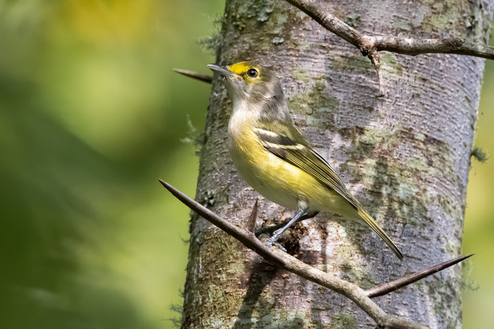 White-eyed Vireo