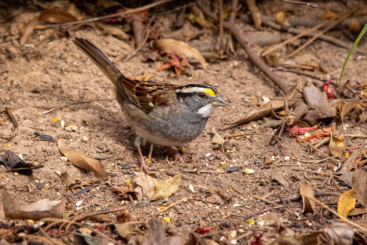 White-throated Sparrow