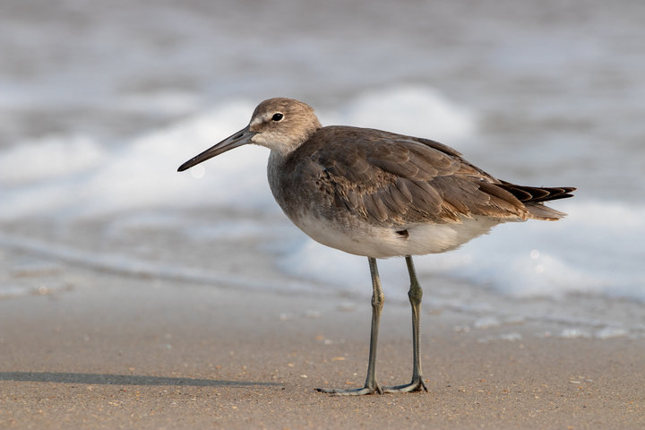 Willet