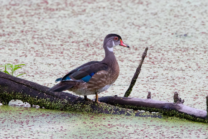 Wood Duck