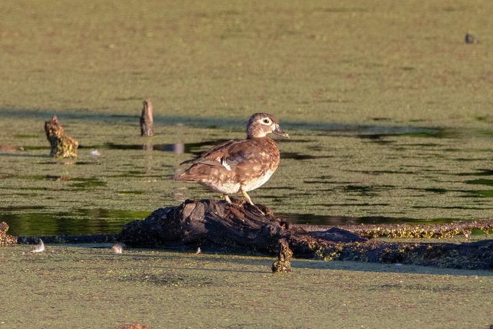 Wood Duck