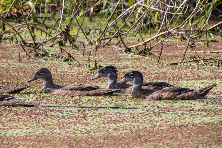 Wood Duck