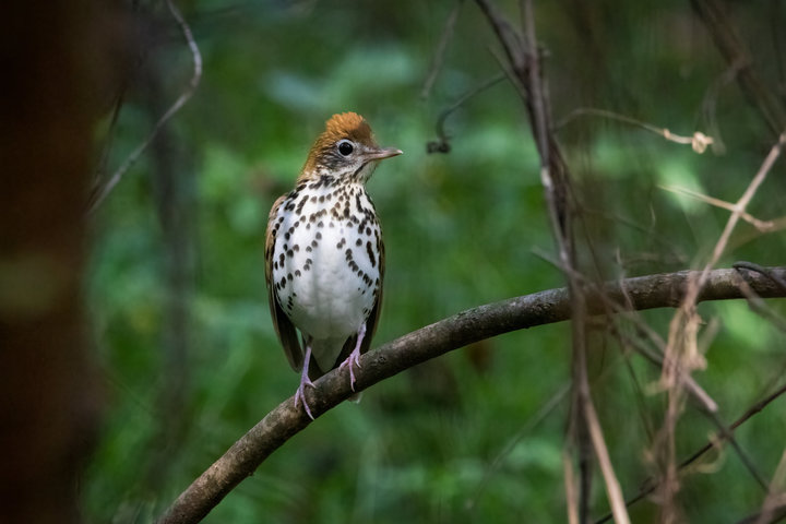 Wood Thrush