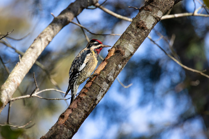 Yellow-bellied Sapsucker