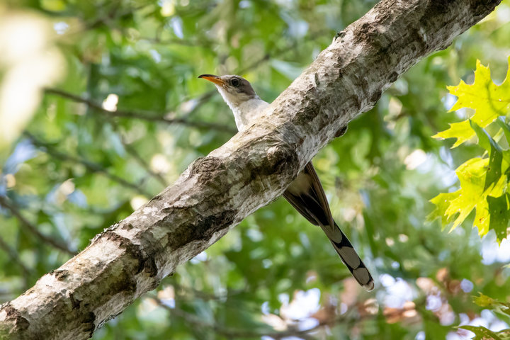 Yellow-billed Cuckoo