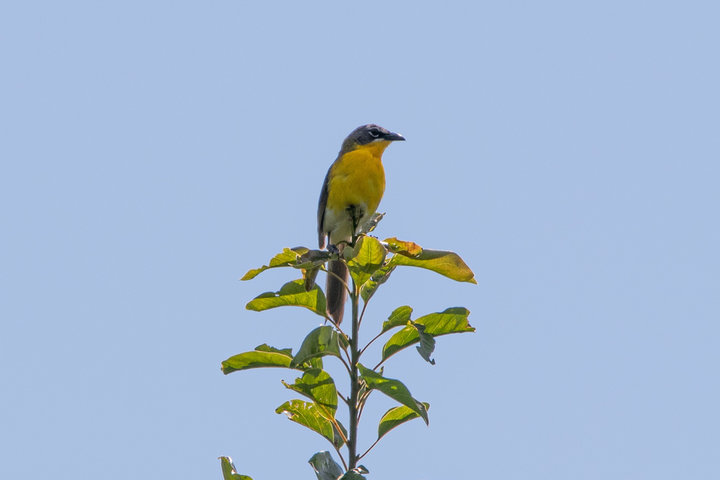 Yellow-breasted Chat