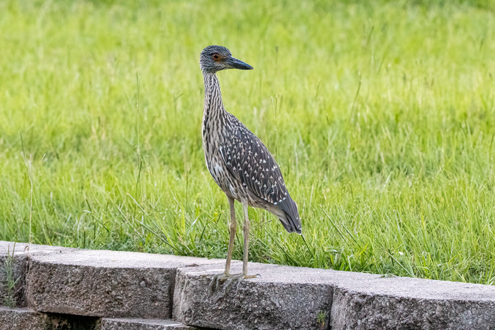 Yellow-crowned Night-Heron