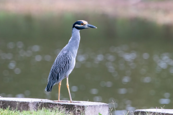 Yellow-crowned Night-Heron