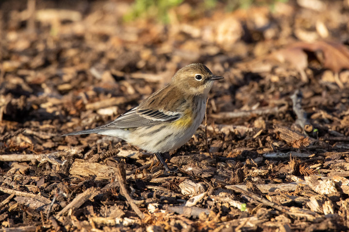 Yellow-rumped Warbler