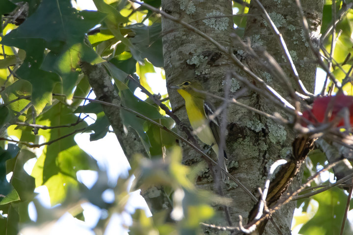 Yellow-throated Vireo