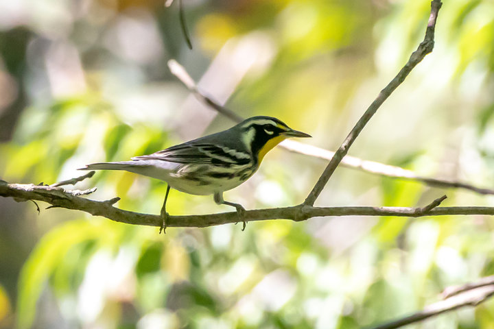 Yellow-throated Warbler